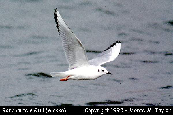Bonaparte's Gull -fall- (Alaska)