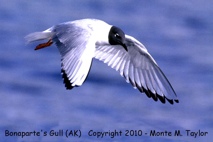 Bonaparte's Gull -summer adult- (Alaska)
