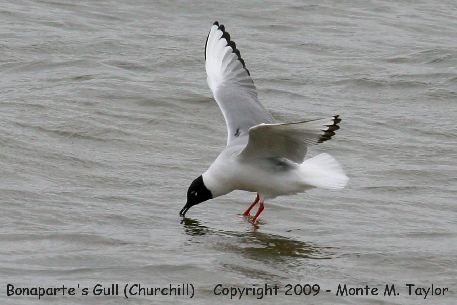 Bonaparte's Gull -summer- (Churchill, Manitoba, Canada)