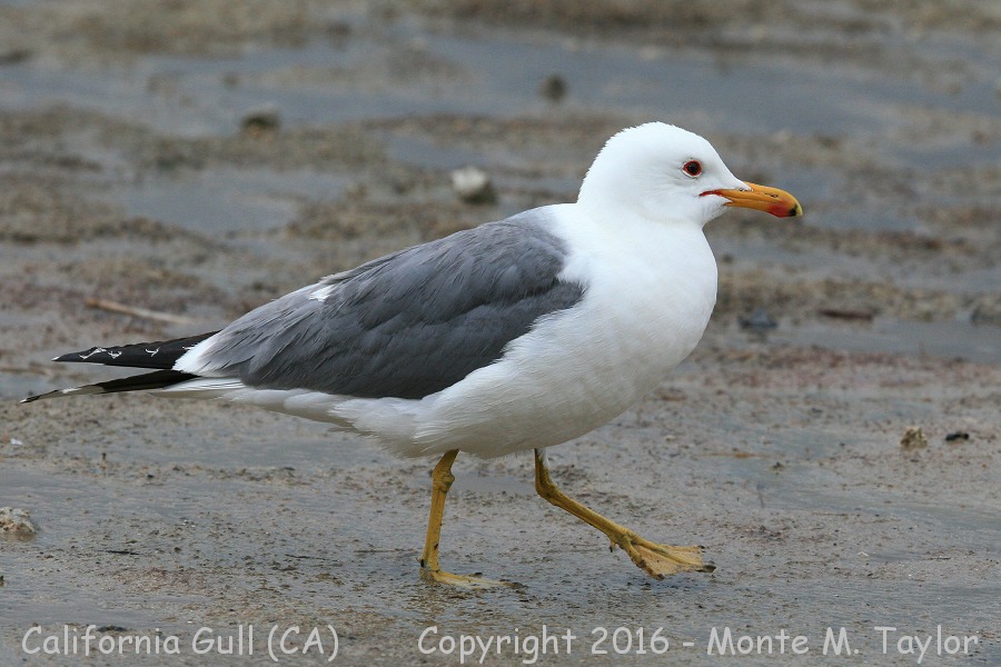 California Gull -spring- (Mono Lake, California)