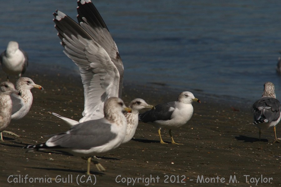 California Gull -winter- (California)