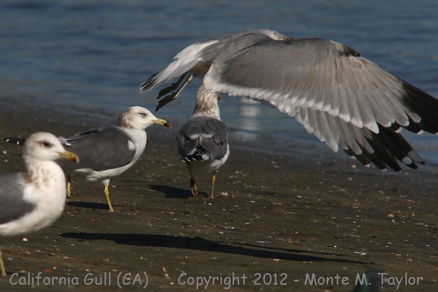 California Gull -winter- (California)