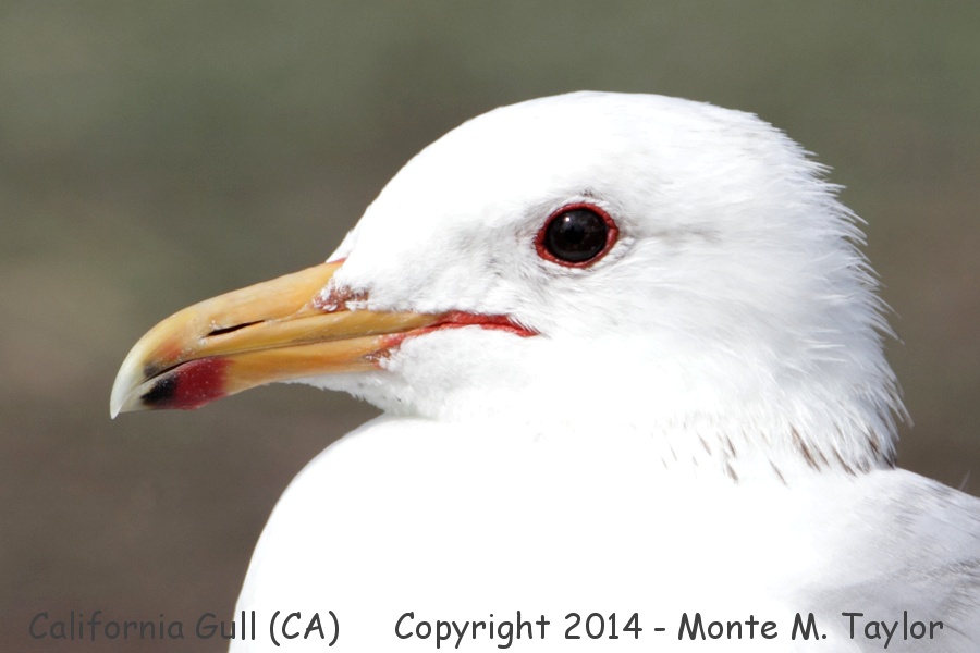 California Gull -winter adult- (California)