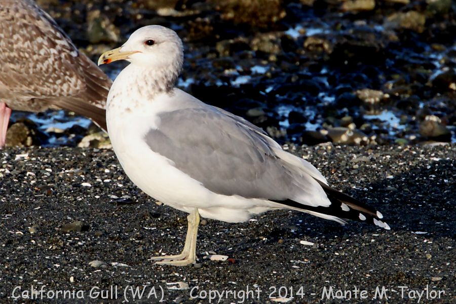 California Gull -fall- (Washington)