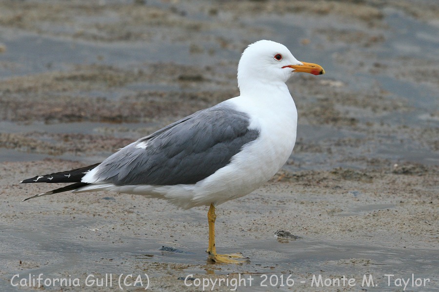 California Gull -spring- (Mono Lake, California)