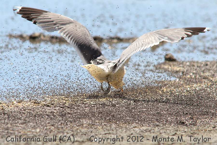 California Gull -summer- (Mono Lake, California)