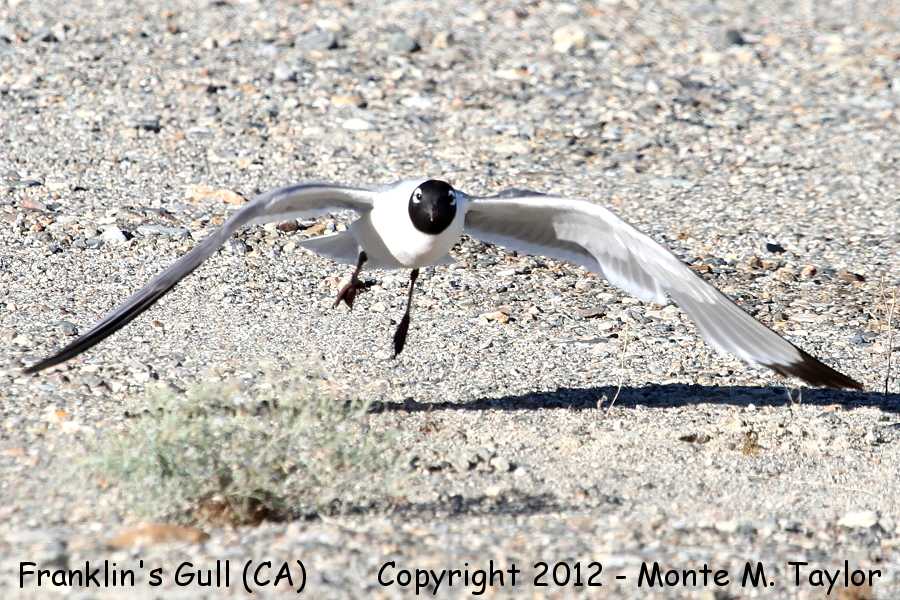 Franklin's Gull -summer 20120701- (Chalfant, California)