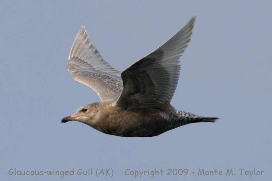 Glaucous-winged Gull -fall 1st cycle- (Alaska)