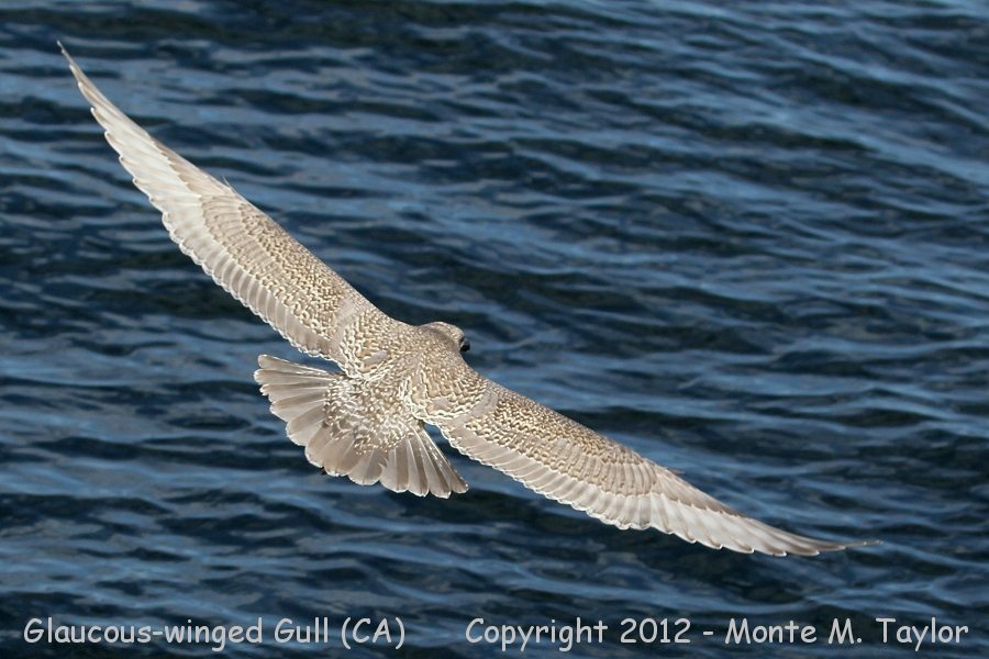 Glaucous-winged Gull -fall 1st cycle- (California)