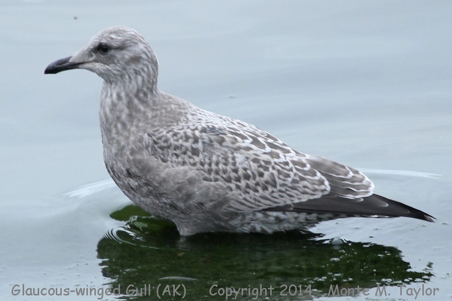 Glaucous-winged Gull -fall 1st cycle- (Gambell, St. Lawrence Island, Alaska)
