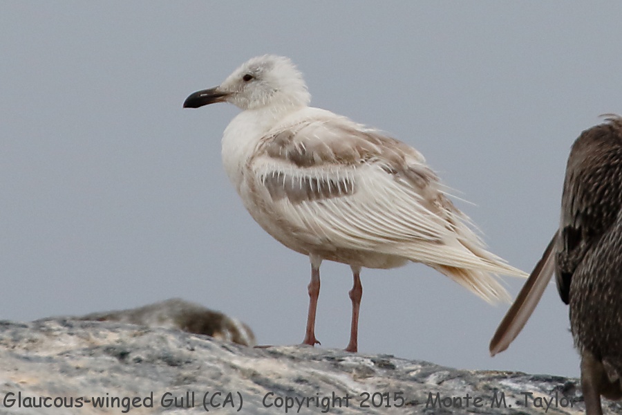 Glaucous-winged Gull -1st cycle summer- (California)