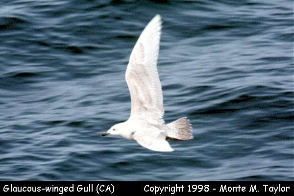 Glaucous-winged Gull -winter 2nd cycle- (California)