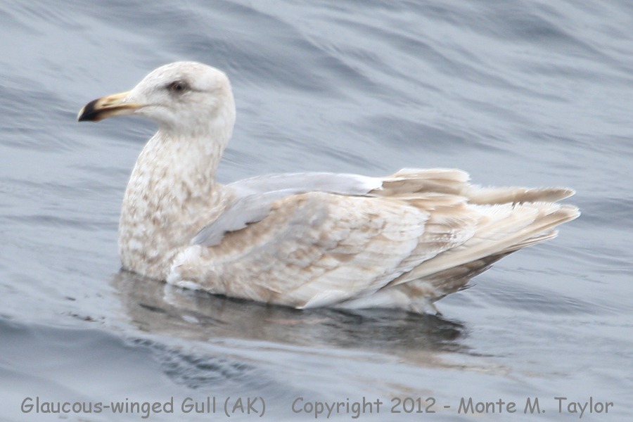 Glaucous-winged Gull -spring 2nd cycle- (Alaska)