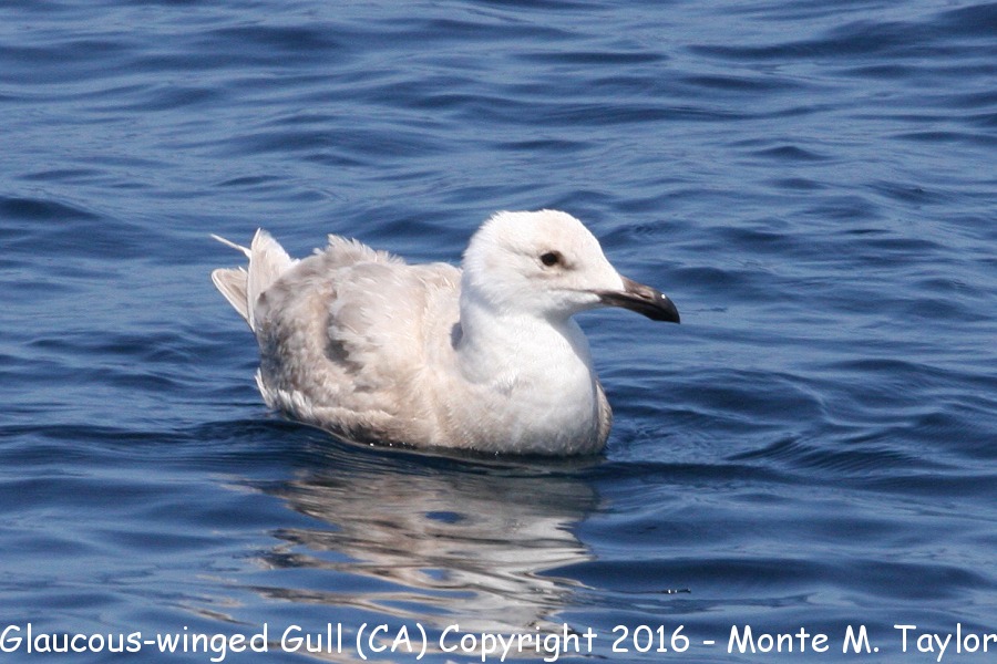 Glaucous-winged Gull -spring 2nd cycle- (California)