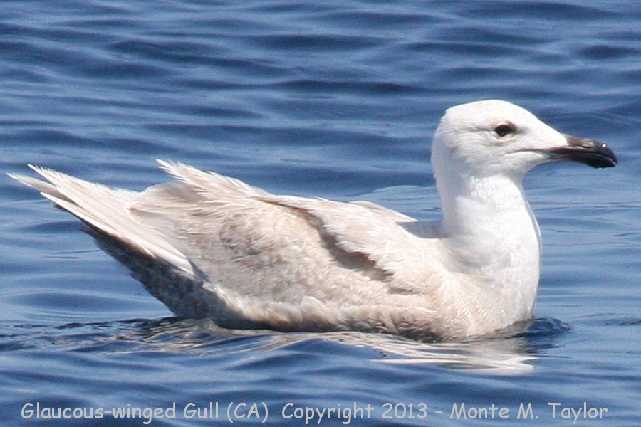 Glaucous-winged Gull -spring second cycle- (California)