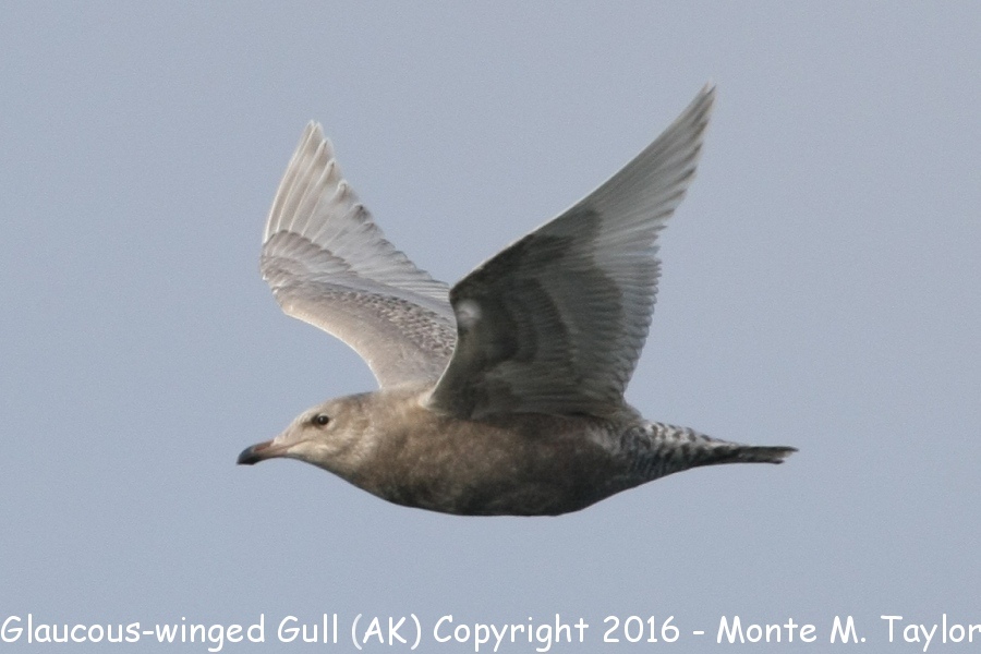 Glaucous-winged Gull -summer 2nd cycle- (Alaska)