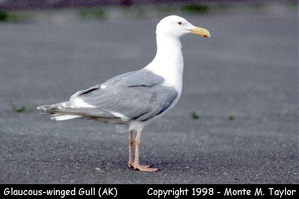 Glaucous-winged Gull -spring adult- (Alaska)