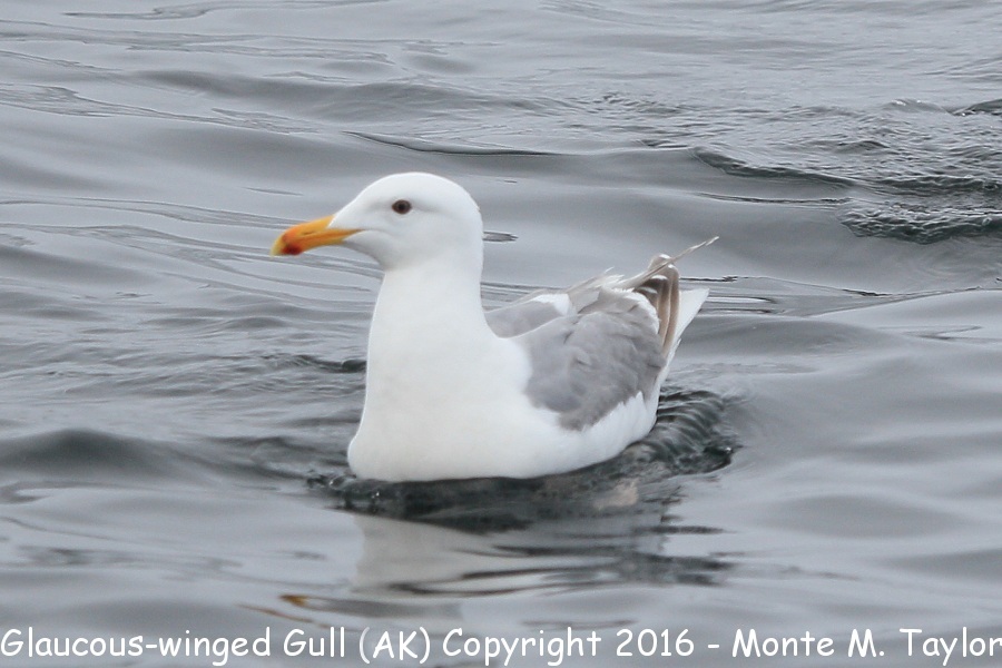Glaucous-winged Gull-spring- (Alaska)