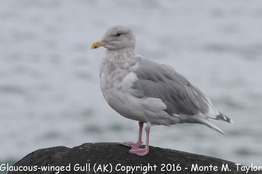 Glaucous-winged Gull -fall- (St. Paul, Alaska)