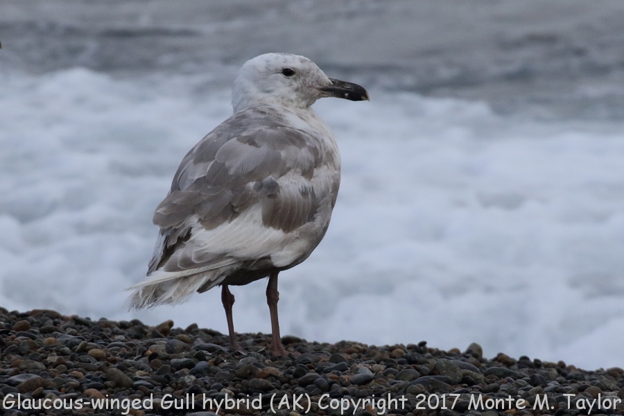 Glaucous-winged Gull HYBRID -fall- (Gambell, St. Lawrence Island, Alaska)
