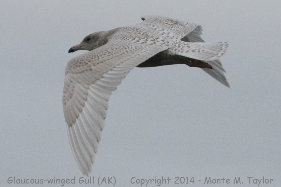 Glaucous-winged Gull -fall juvenile- (Gambell, St. Lawrence Island, Alaska)