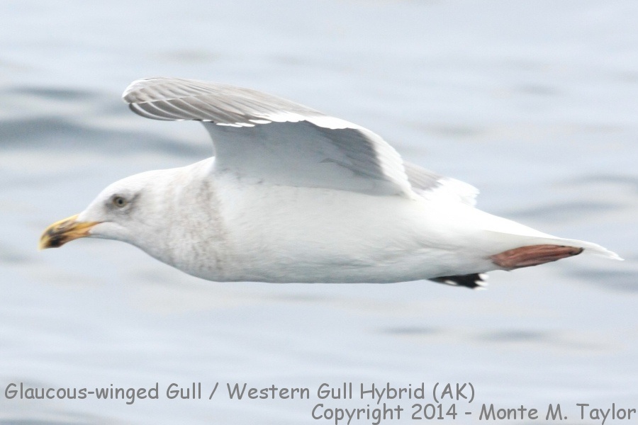 Glaucous-winged / Western hybrid Gull -fall basic adult- (Gambell, St. Lawrence Island, Alaska)