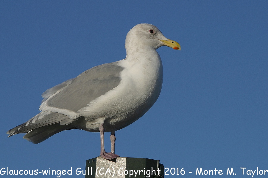 Glaucous-winged Gull -winter- (California)