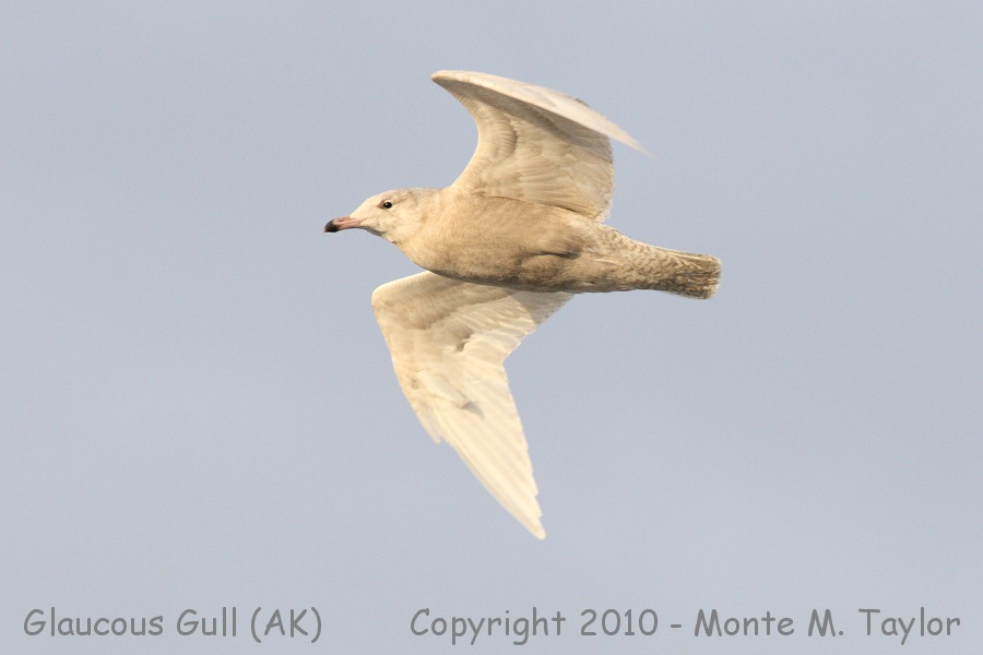 Glaucous Gull -summer 1st cycle- (Gambell, St. Lawrence Island,  Alaska)