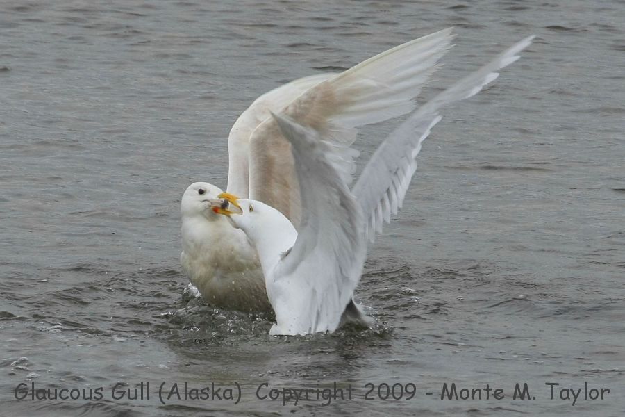 Glaucous Gull -spring adult with 1st cycle bird- (Nome, Alaska)