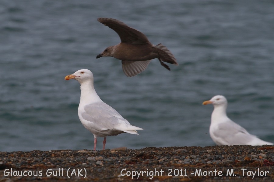 Glaucous Gull -summer adult (left), 1st yr Glaucous-winged (flight), (Gambell, St. Lawrence Island, Alaska) 