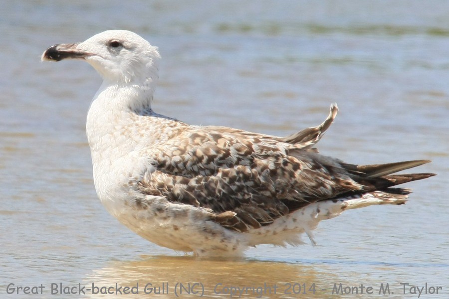 Great Black-backed Gull -summer 2nd cycle- (North Carolina)
