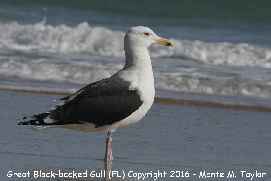 Great Black-backed Gull -winter adult- (Florida)