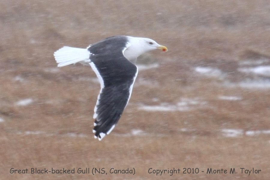 Great Black-backed Gull -winter adult- (Nova Scotia, Canada)