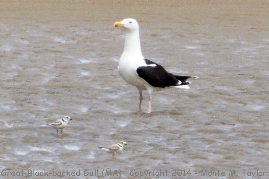 Great Black-backed Gull with Piping Plover -spring- (Massachusetts)