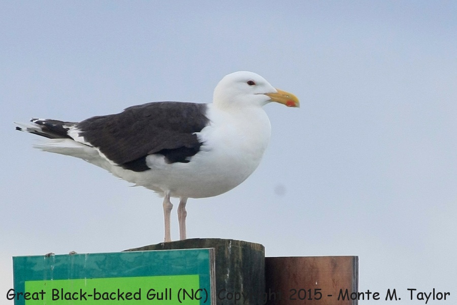 Great Black-backed Gull -spring- (North Carolina)