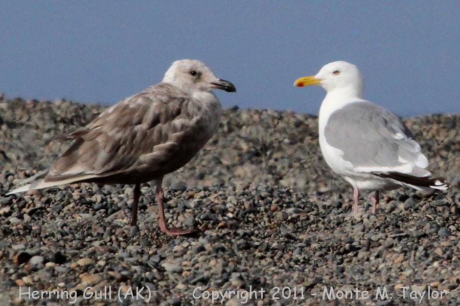 Herring Gull -fall 1st-cycle (left) and adult- (Gambell, St. Lawrence Island, Alaska)