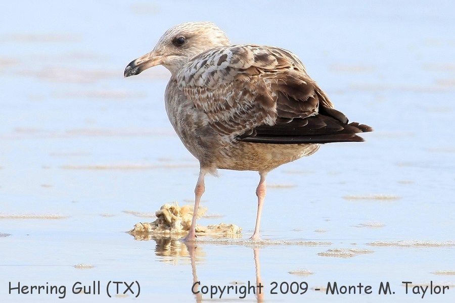 Herring Gull -winter 1st cycle- (Texas)