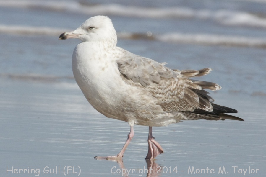 Herring Gull -winter 2nd cycle- (Florida)
