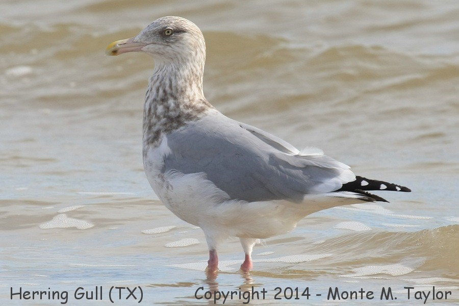 Herring Gull -winter basic adult- (Texas)
