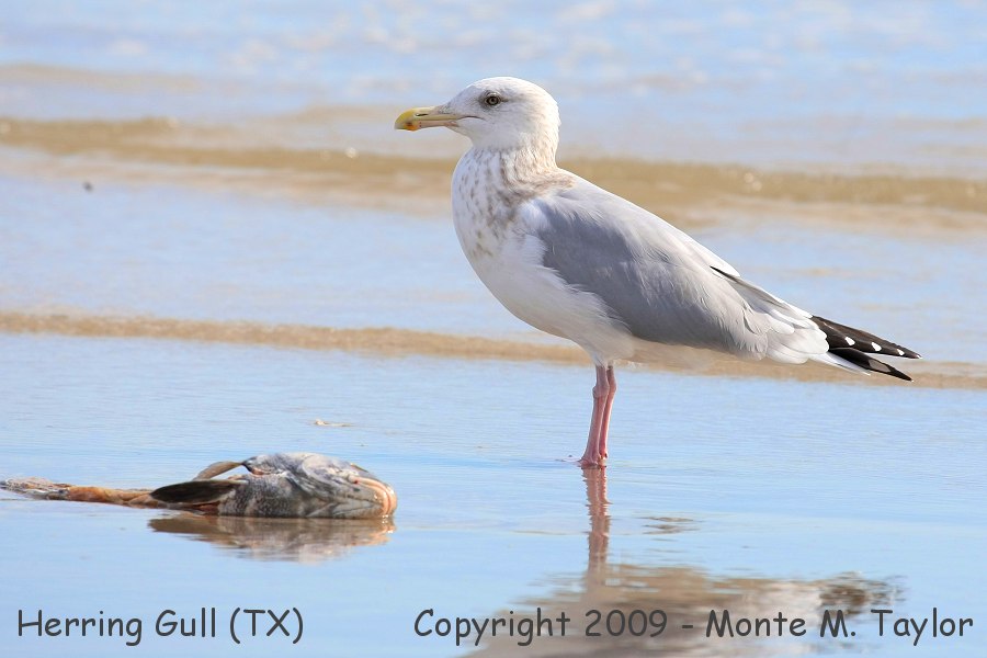 Herring Gull -winter adult- (Texas)