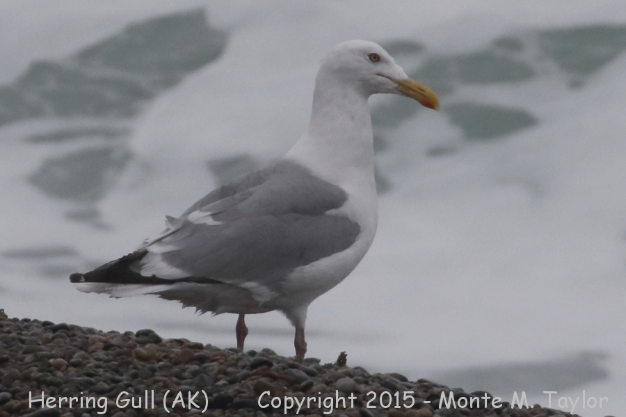 Herring (Vega) Gull -summer- (Gambell, St. Lawrence Island, Alaska)