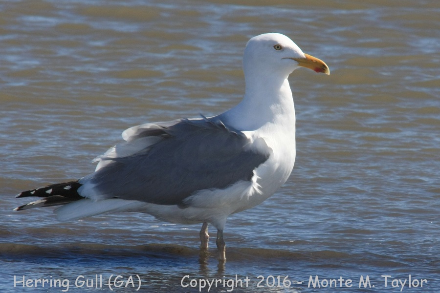 Herring Gull -winter- (Georgia)