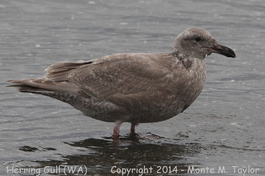 Herring Gull -winter 1st cycle- (Washington)