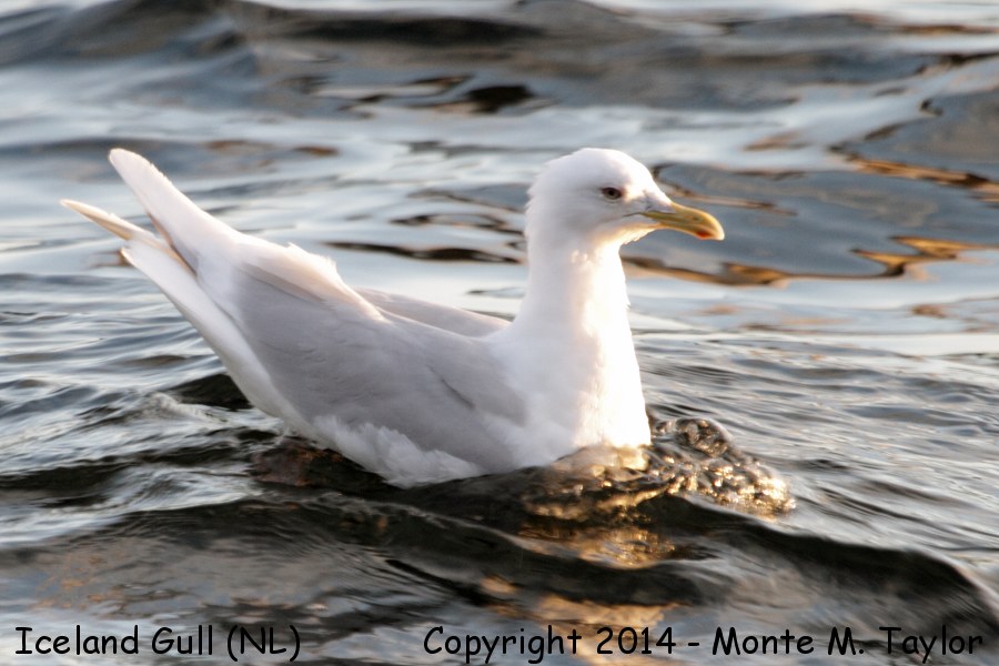 Iceland Gull -spring adult- (Newfoundland)