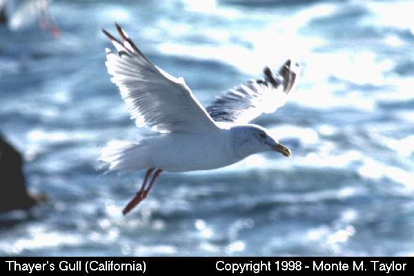 Iceland Gull -winter adult- (California)