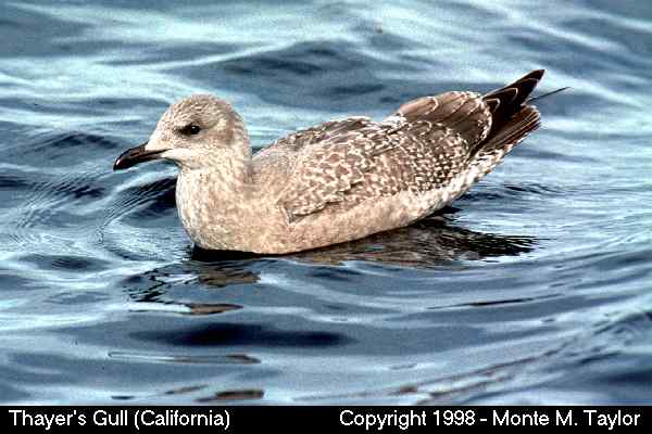 Iceland Gull -1st year- (California)