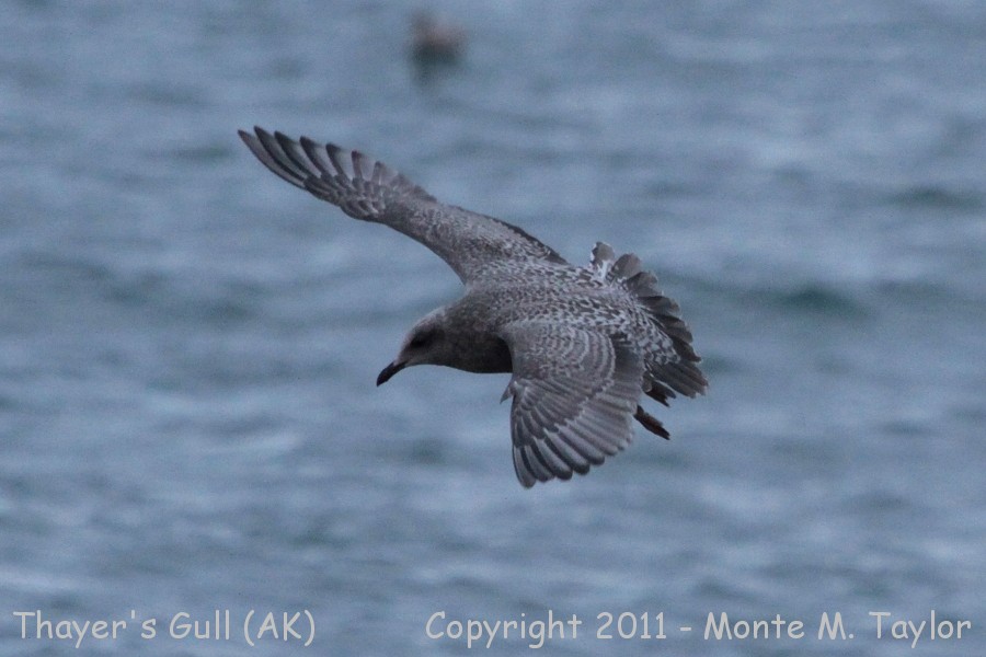 Iceland Gull -fall juvenile- (St. Paul Island, Pribilofs, Alaska)