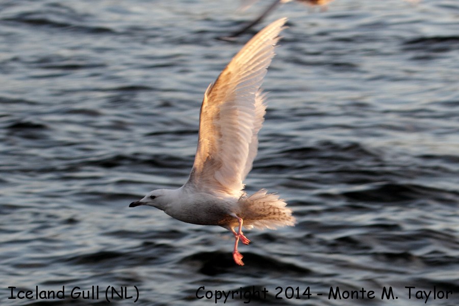 Iceland Gull -spring- (Newfoundland)
