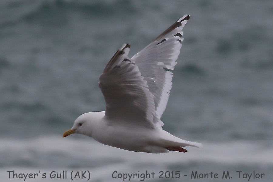 Iceland Gull -summer- (Gambell, St. Lawrence Island, Alaska)