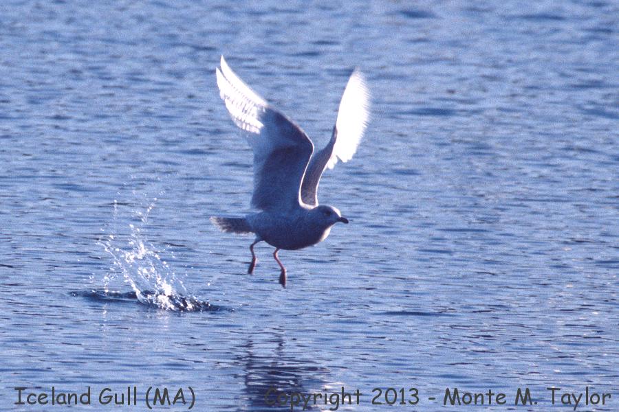 Iceland Gull -winter- (Massachusetts)